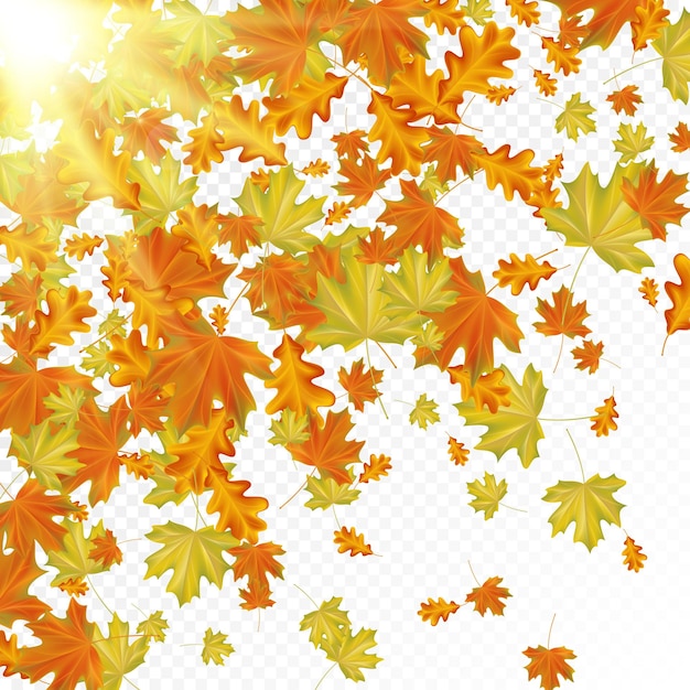 Hojas de otoño con rayos de sol