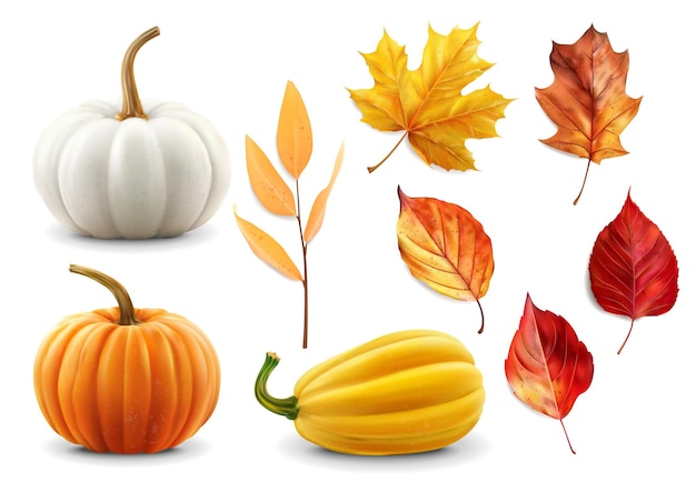 Hojas de otoño realistas y calabazas dispuestas aisladas vector de fondo ilustración realista de otoño