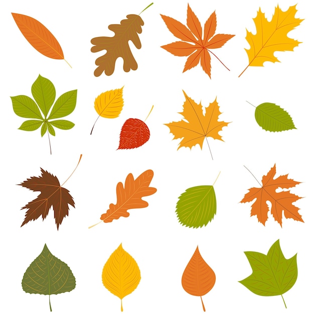 Hojas de otoño sobre fondo blanco set vector