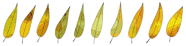 Vector hojas de otoño sobre un fondo blanco.