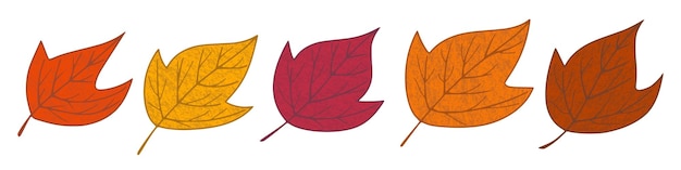 Hojas de otoño sobre un fondo blanco