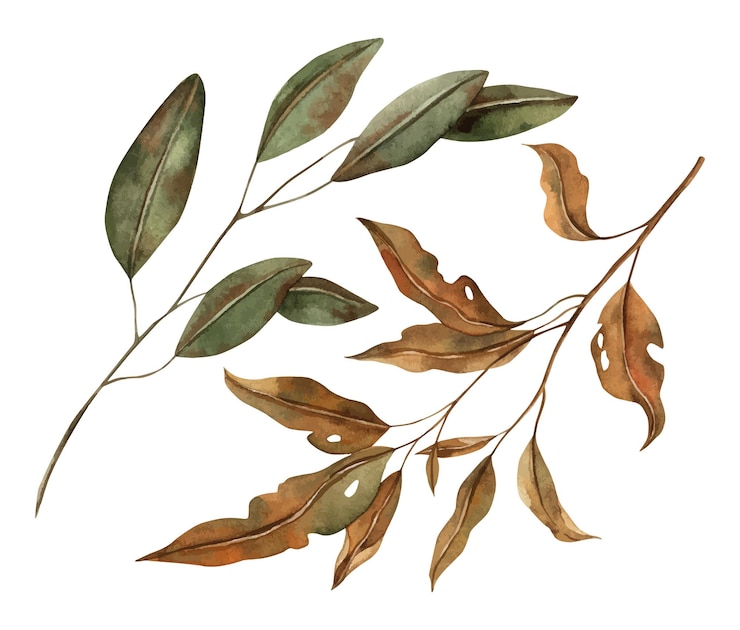 Vector hojas de otoño en varias etapas de descomposición la colección botánica de acuarela se dibuja a mano en el estilo de otoño para diseños estacionales en postales carteles papel tapiz y materiales educativos