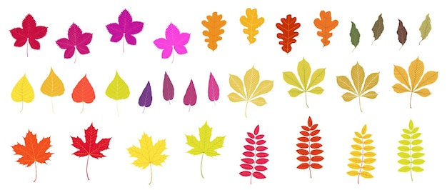 Hojas de otoño en vector de fondo blanco