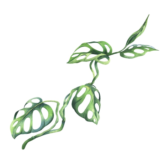 Hojas de palma tropical monstera liana máscara de mono brillante y jugoso verde acuarela dibujada a mano botánica