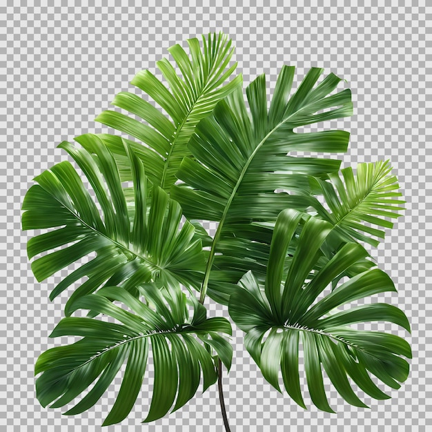 Hojas de palma verde follaje fondo transparente representación 3d