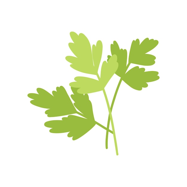 Hojas de perejil verde fresco en estilo plano de dibujos animados Ilustración vectorial dibujada a mano de hierbas verdes para cocinar