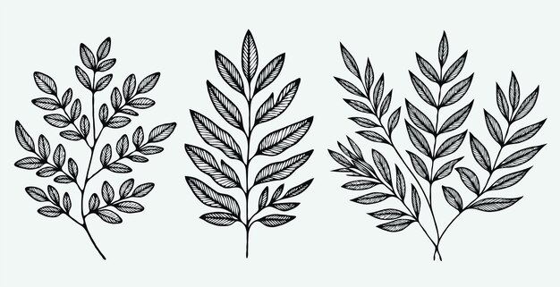 las hojas de la planta están dibujadas con tinta negra