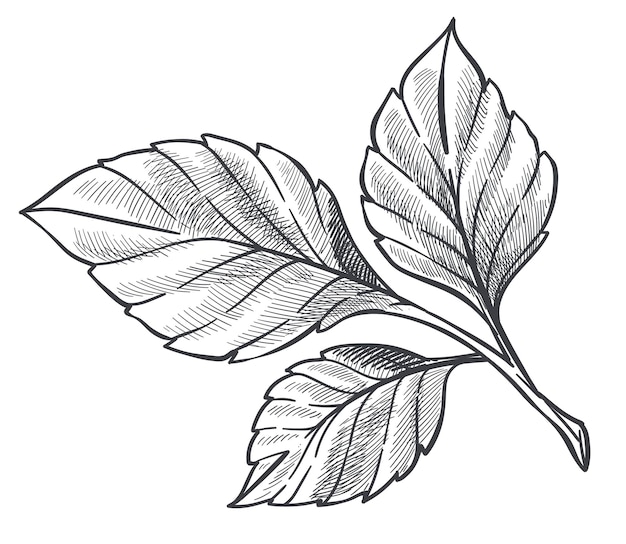 Vector hojas de planta de fresa, flora aislada o arbustos, arbustos que crecen en jardín o bosque. arbolito incoloro o follaje decorativo. esquema de dibujo monocromo. vector en la ilustración de estilo plano