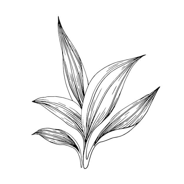Hojas de plátano dibujadas a mano dibujo de línea dibujada ilustración de arbusto de plantago