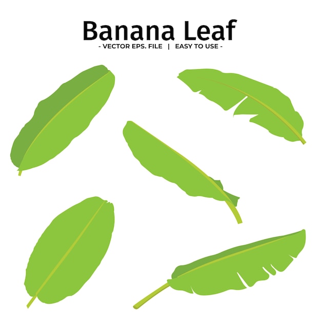 hojas de plátano lineales