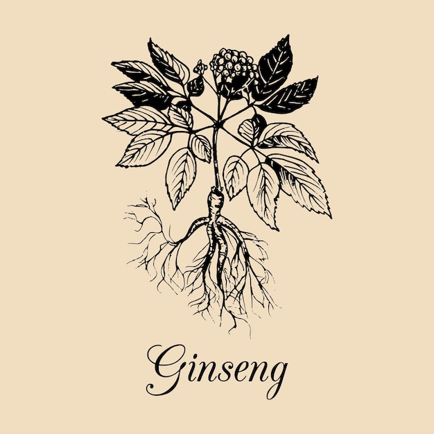 Hojas de raíz de ginseng vectorial e ilustración de flores Boceto dibujado a mano del fondo de la planta de Aralia Quinquefolia Logotipo de hierbas cosméticas medicinales de Officinalis