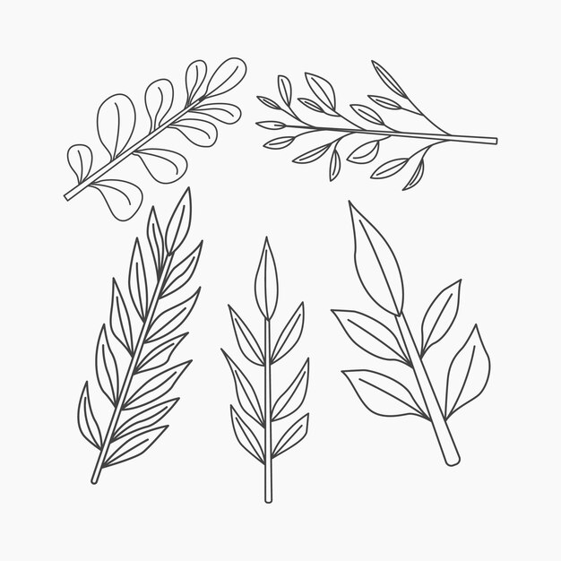 Hojas y ramas de eucalipto Ilustración vectorial