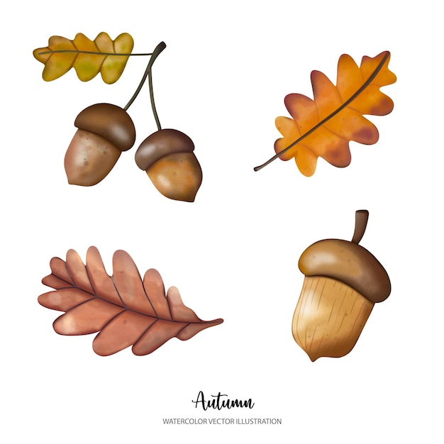 Hojas de roble otoñal de acuarela y elementos de bellotas Otoño o ilustración vectorial de acuarela completaxDxA