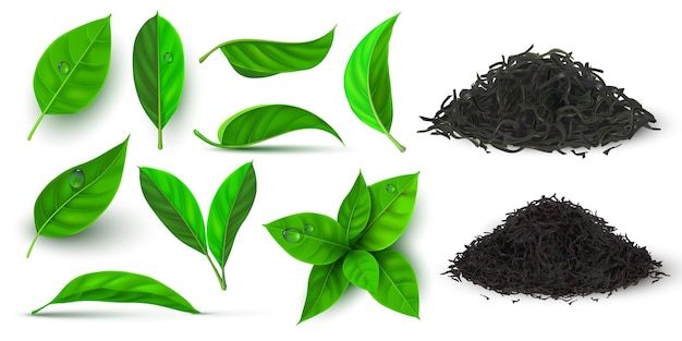 Hojas secas y frescas realistas para té negro y verde. Hoja de hierbas 3d y rama con gotas de agua de rocío. Conjunto de vector de pilas de té seco natural. Planta de follaje para bebida caliente, producción de brotes verdes.