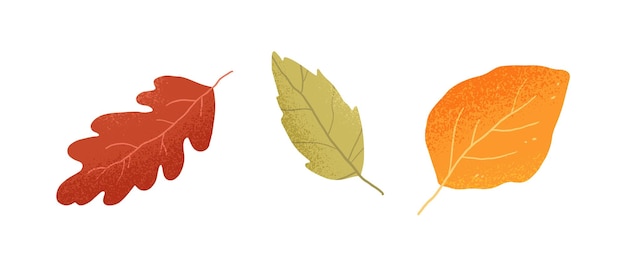 Hojas secas de otoño de robles, fresnos y abedules de diferentes colores. vista superior de la hoja del árbol de otoño. conjunto de follaje otoñal dorado, rojo, marrón y verde. ilustración de vector plano aislado sobre fondo blanco.