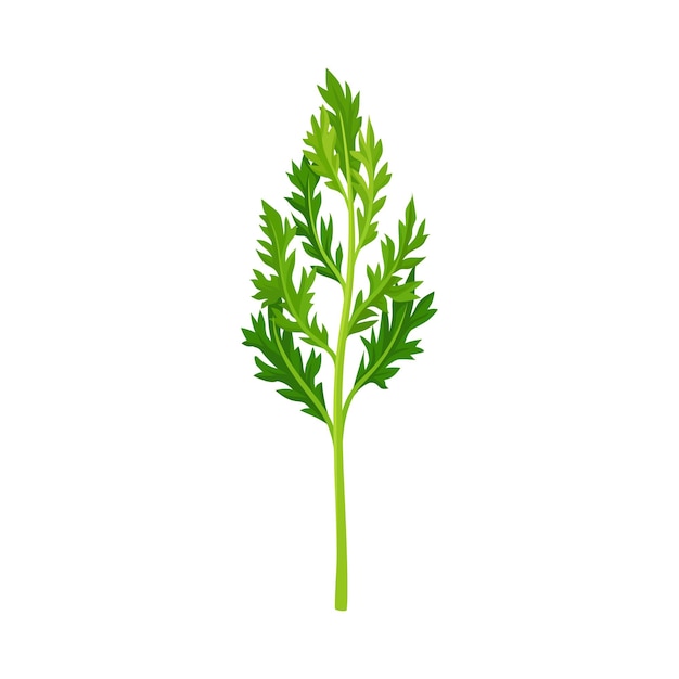 Hojas superiores de zanahorias Vector Elemento ilustrado Capas verdes gruesas de verduras