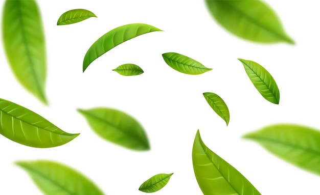 Hojas de té verde realistas en movimiento