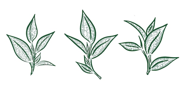 Hojas de té verde Vector dibujado a mano