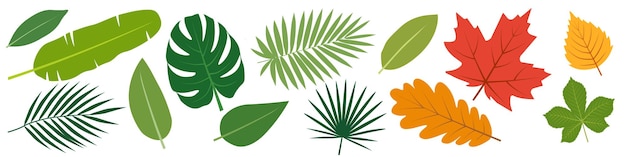 Hojas tropicales Conjunto de hojas Decoración de la naturaleza