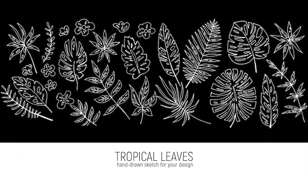 Hojas tropicales dibujadas a mano