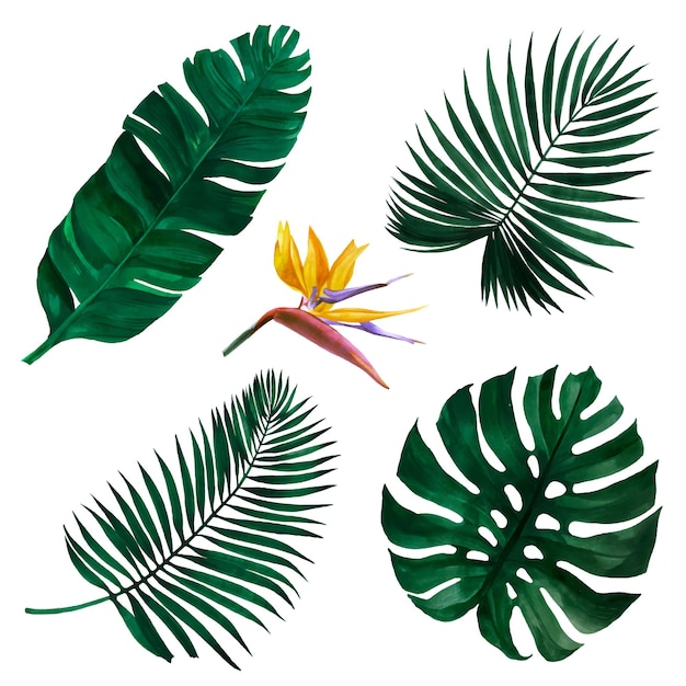 Hojas tropicales y una flor.