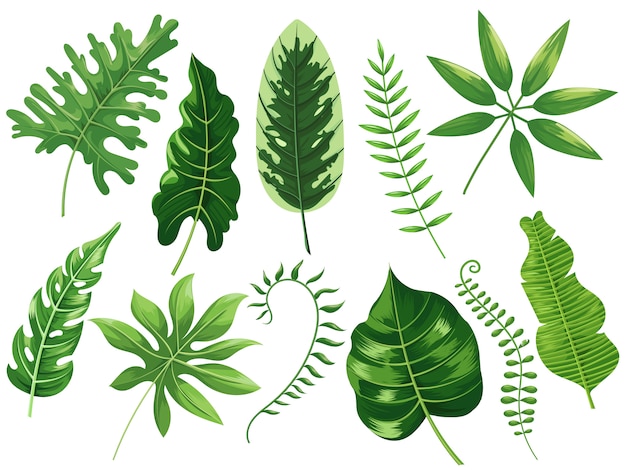 Hojas tropicales Hojas tropicales exóticas, selva tropical botánica y trópicos viajan hojas pintura dibujos animados conjunto de ilustración aislada