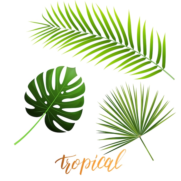 Vector hojas tropicales de monstera, palma de coco, palma de abanico. conjunto de hojas de palma de moda.