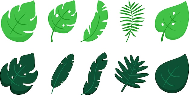Hojas tropicales de monstera