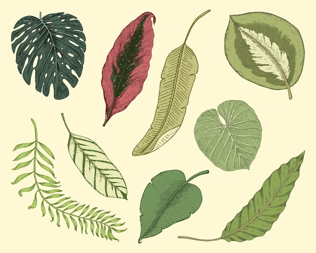 Vector hojas tropicales o exóticas hojas de diferentes plantas vintage monstera y palma de helecho con plátano