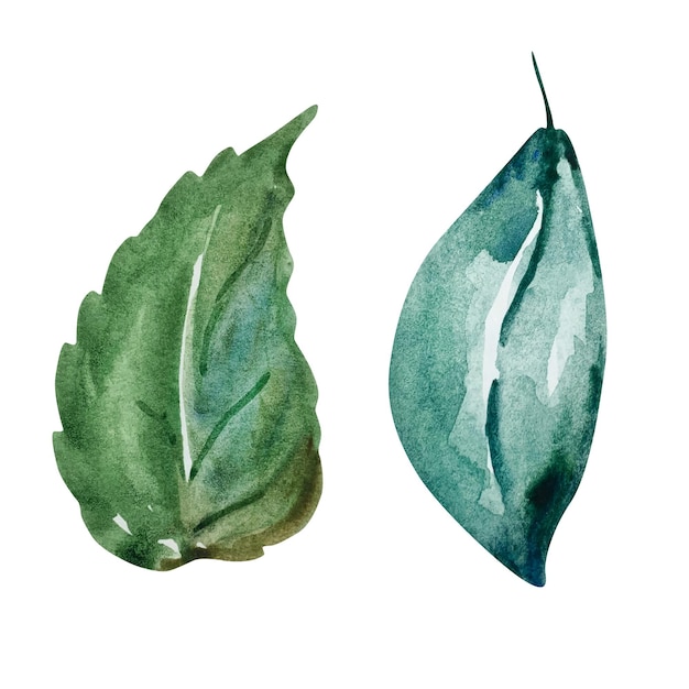 Hojas verdes acuarela conjunto ilustración floral