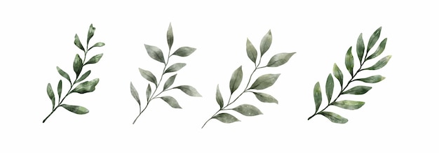 Hojas verdes Acuarela dibujada a mano Conjunto de hoja verde en estilo acuarela aislado sobre fondo blanco Belleza decorativa elegante colección de ilustraciones para el diseño