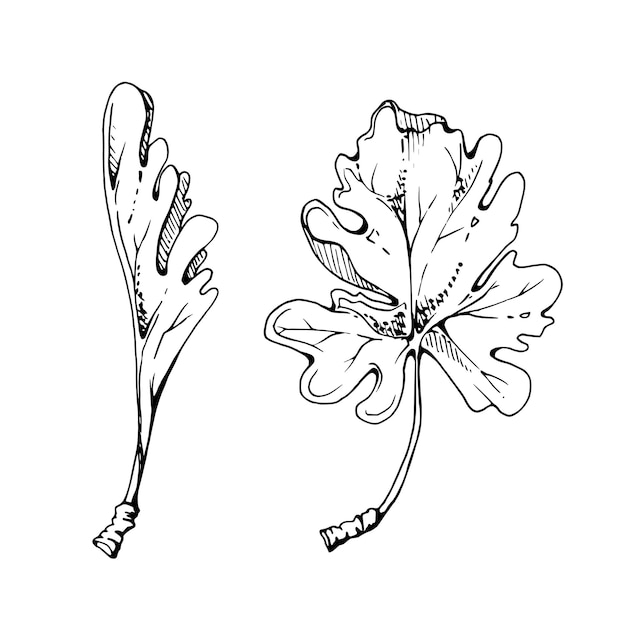 Hojas verdes de arbusto de flores follaje de planta de árbol dibujado a mano con tinta vectorial grosella espinosa roble grosella