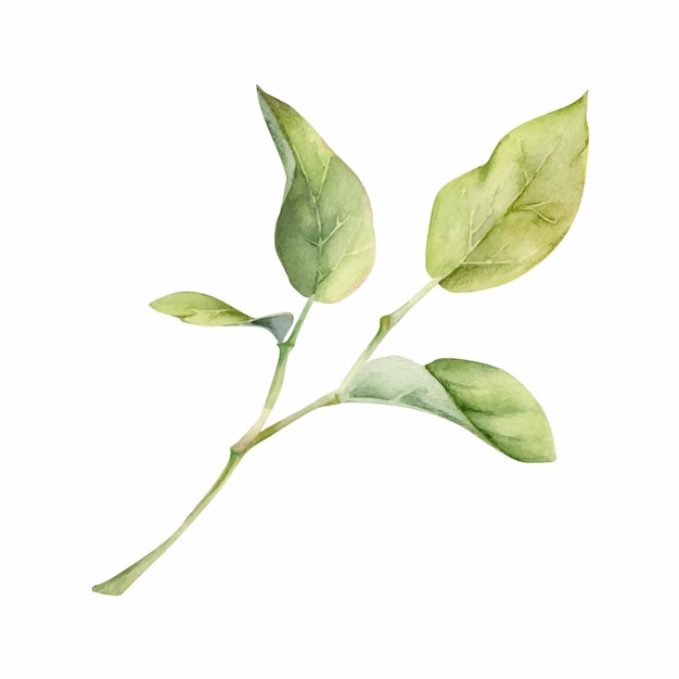 Hojas verdes en las ramas del arbusto, el follaje del árbol dibujado a mano en acuarela, lilas, álamos, hayas, peras, manzanas.