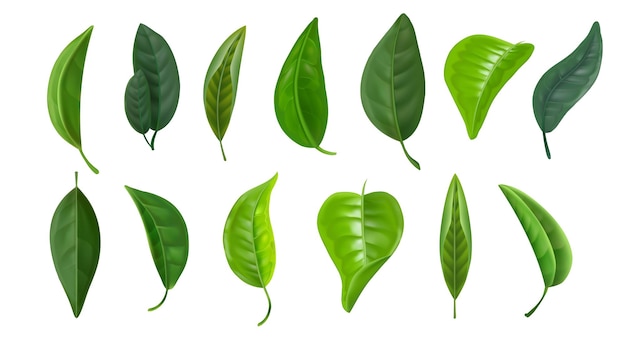 Hojas verdes realistas Planta de primavera y árbol forestal colección de hojas aisladas símbolo de entorno fresco Vector conjunto aislado
