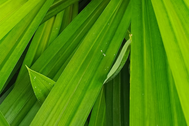 Vector hojas verdes tropicales foto de fondo