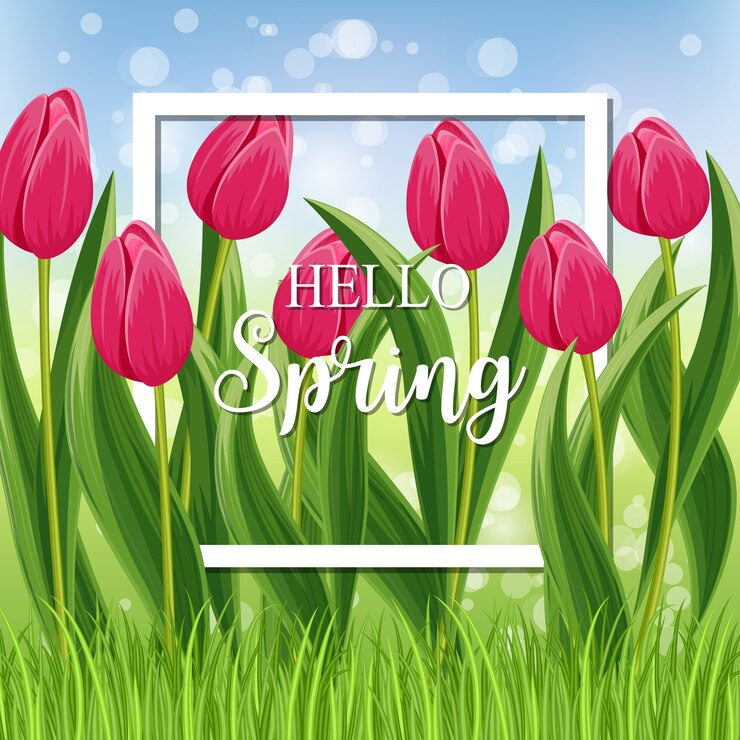 Vector hola tarjeta de primavera con tulipán floreciente con marco