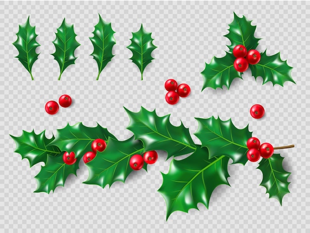 Vector holly set hojas realistas rama bayas rojas decoraciones de navidad y año nuevo d ilustración para