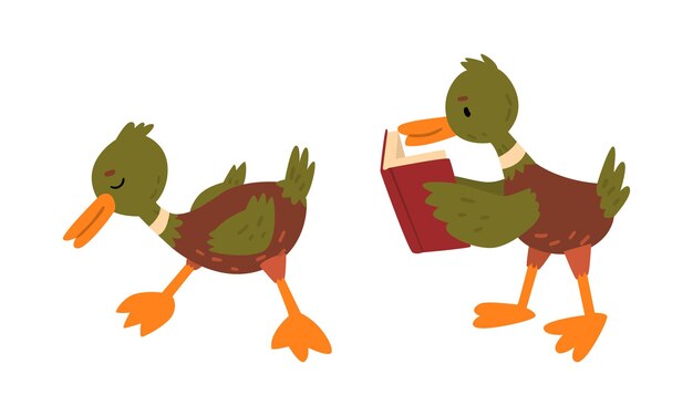 Hombre pato mallard con pico naranja de pie y lectura de libros conjunto vectorial