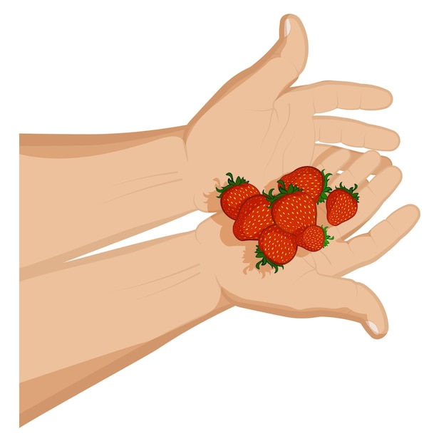 hombre sostiene fresas maduras y jugosas en sus palmas. Frutas y vitaminas de verano. Dulce regalo para niños. Vector de dibujos animados sobre fondo blanco