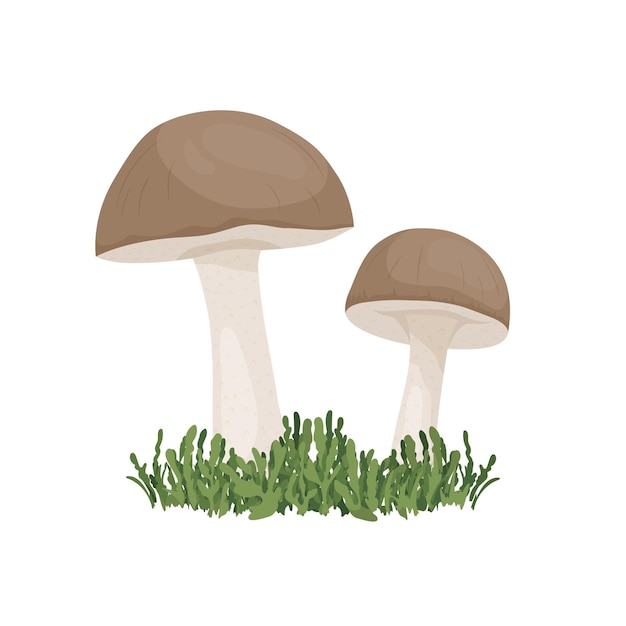 El hongo de abedul vectorial aislado en blanco dibujado a mano dibujo animado del hongo del abedul porcini plantilla de diseño Clipart Leccinum Scabrum Penny Bun hongo pareja