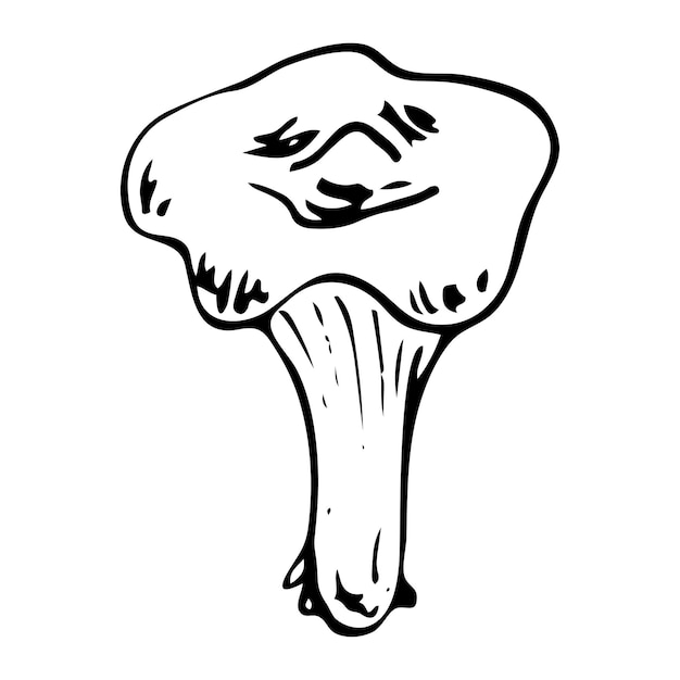 Vector el hongo chanterelle doodle recolectando comida del bosque cantharellus cibarius esbozo dibujado a mano.