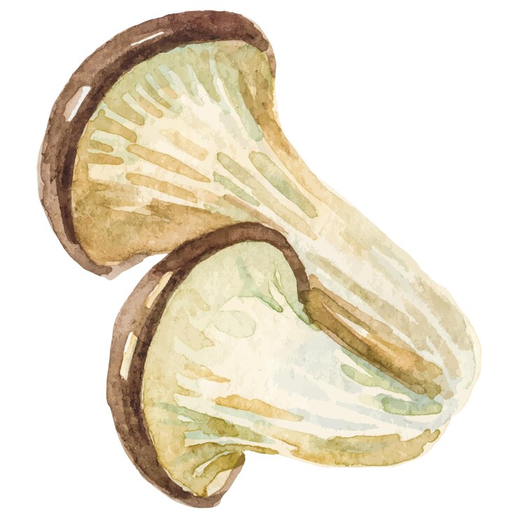 Vector hongo de ostra pintado en acuarela elemento de diseño de alimentos frescos dibujado a mano aislado en fondo blanco