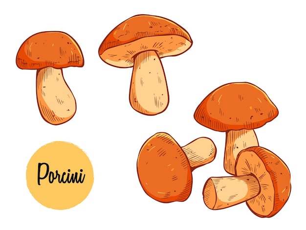 Hongo porcini coloreado con ilustración vectorial dibujada a mano