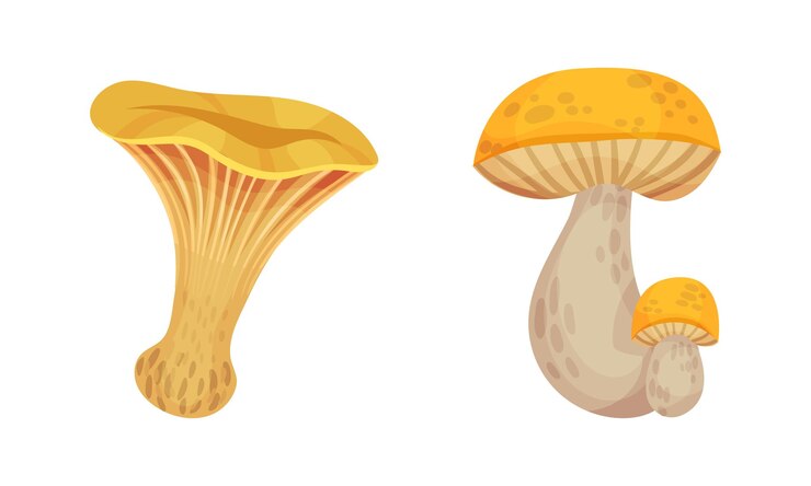 Vector hongo con tapa como conjunto vectorial de elementos de botánica forestal