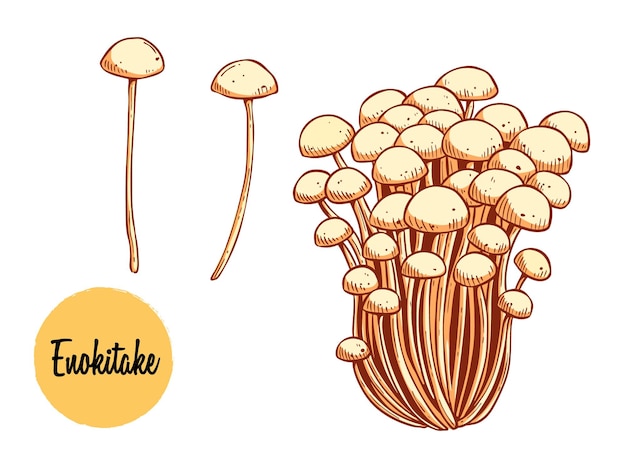 Hongos enoki de colores con ilustración vectorial dibujada a mano