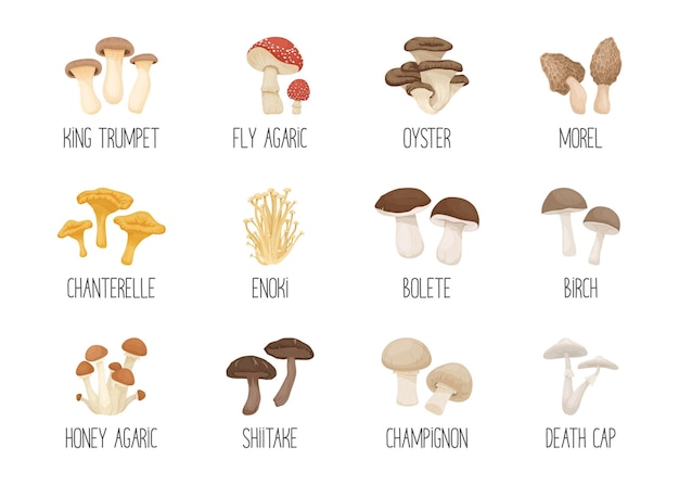 Hongos no comestibles comestibles y venenosos vectoriales Conjunto de iconos de hongos de dibujos animados dibujados a mano Diferentes hongos aislados en blanco Fly Agaric Champignon Death Cap Shiitake Enoki King Trumpet Bolete