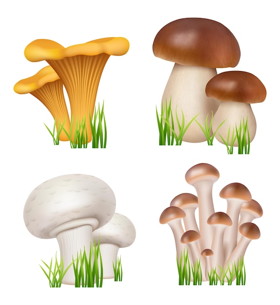 Hongos realistas Productos naturales saludables champiñones rebozuelos dorados enoki ilustraciones de colección de cocina vectorial decente