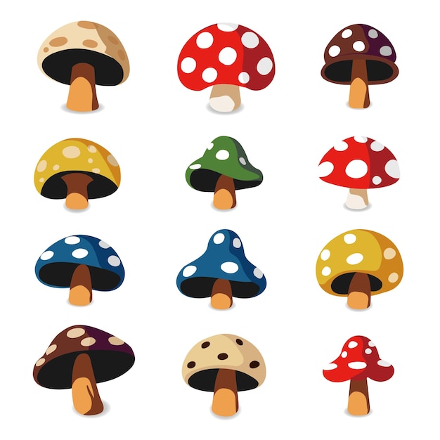 hongos y setas