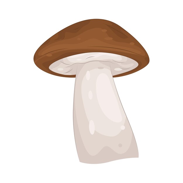 hongos y setas
