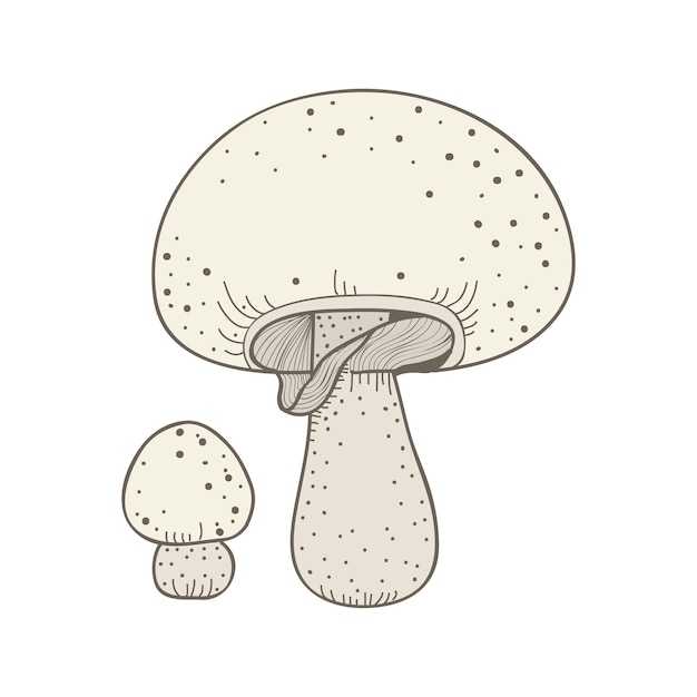 hongos y setas